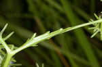 Rattlesnakemaster